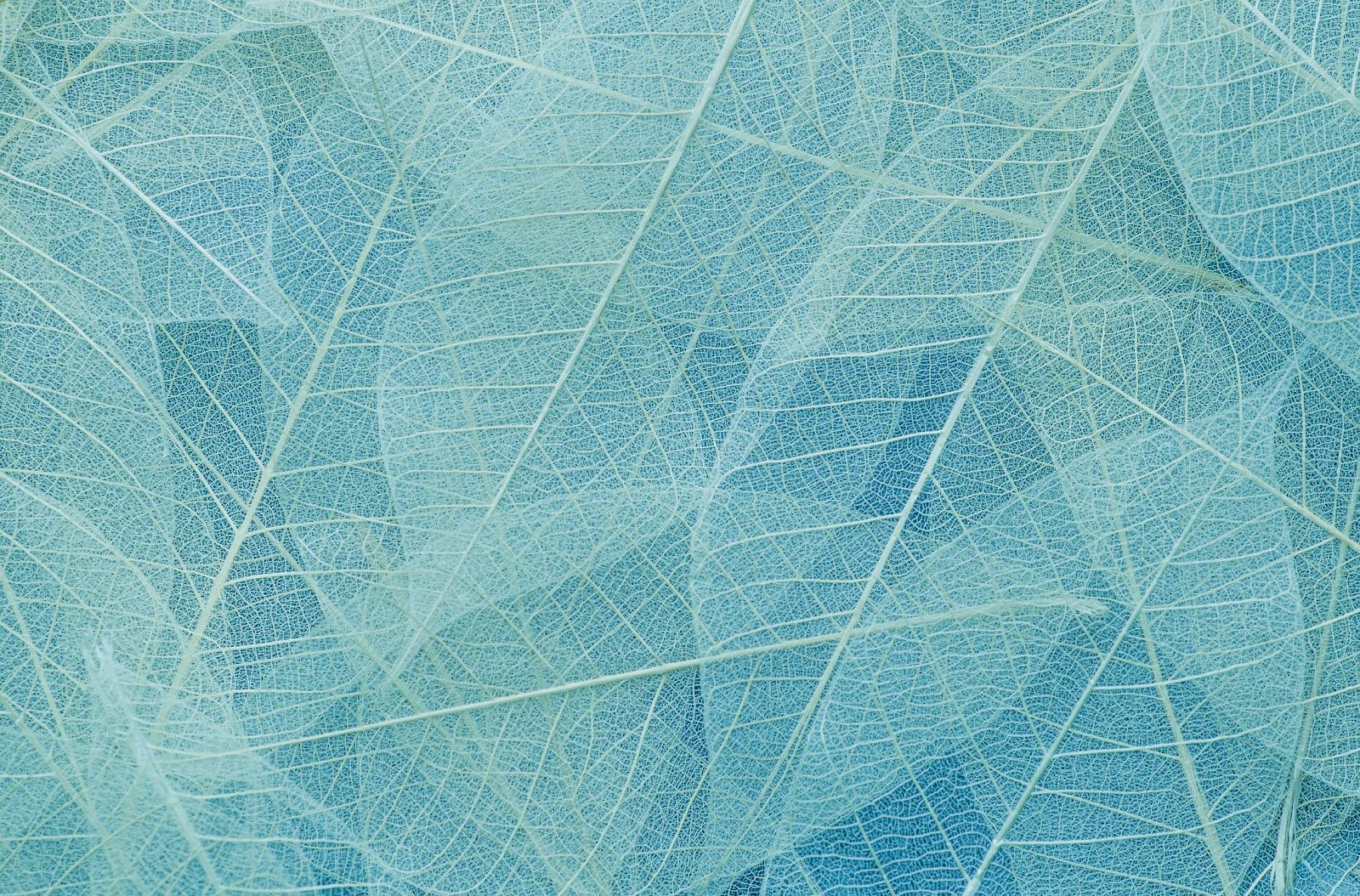 The image shows a close-up of delicate, translucent leaf skeletons in blue hues overlapping, highlighting their intricate vein patterns.