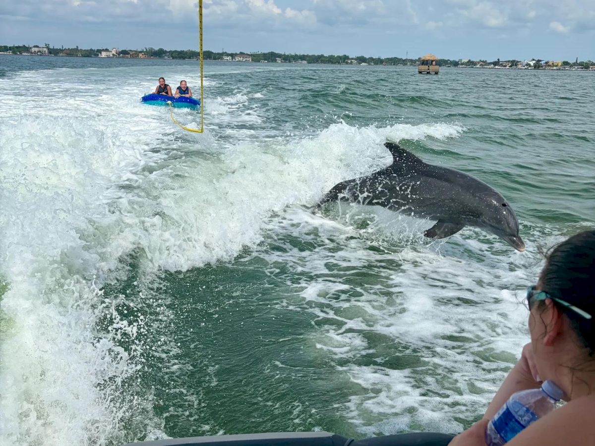 A dolphin leaps beside a tour boat as water splashes, with people holding on and a sunny coastline in the distance.