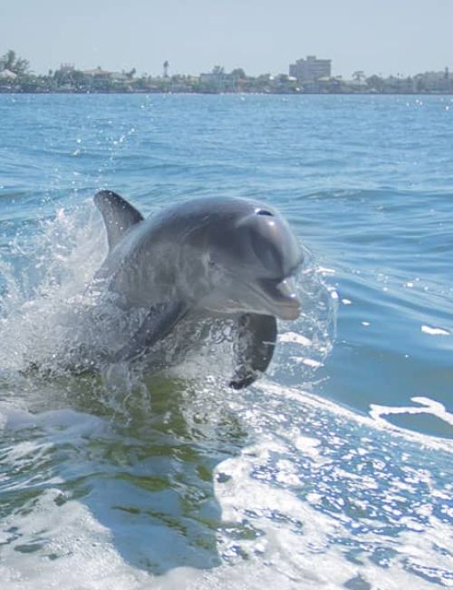 A dolphin is leaping out of the water in the ocean near the shore, with a splash around it under a clear sky.
