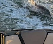 On a boat at sea, waves trail behind as a dolphin surfaces near the side, with a shoreline in the distance.