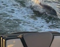 On a boat at sea, waves trail behind as a dolphin surfaces near the side, with a shoreline in the distance.