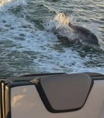 On a boat at sea, waves trail behind as a dolphin surfaces near the side, with a shoreline in the distance.