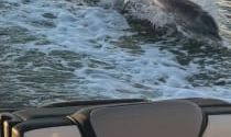 On a boat at sea, waves trail behind as a dolphin surfaces near the side, with a shoreline in the distance.