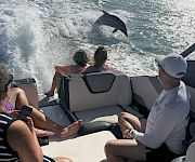 People on a boat watch a dolphin leap in the ocean near a coastal city skyline under a sunny sky.